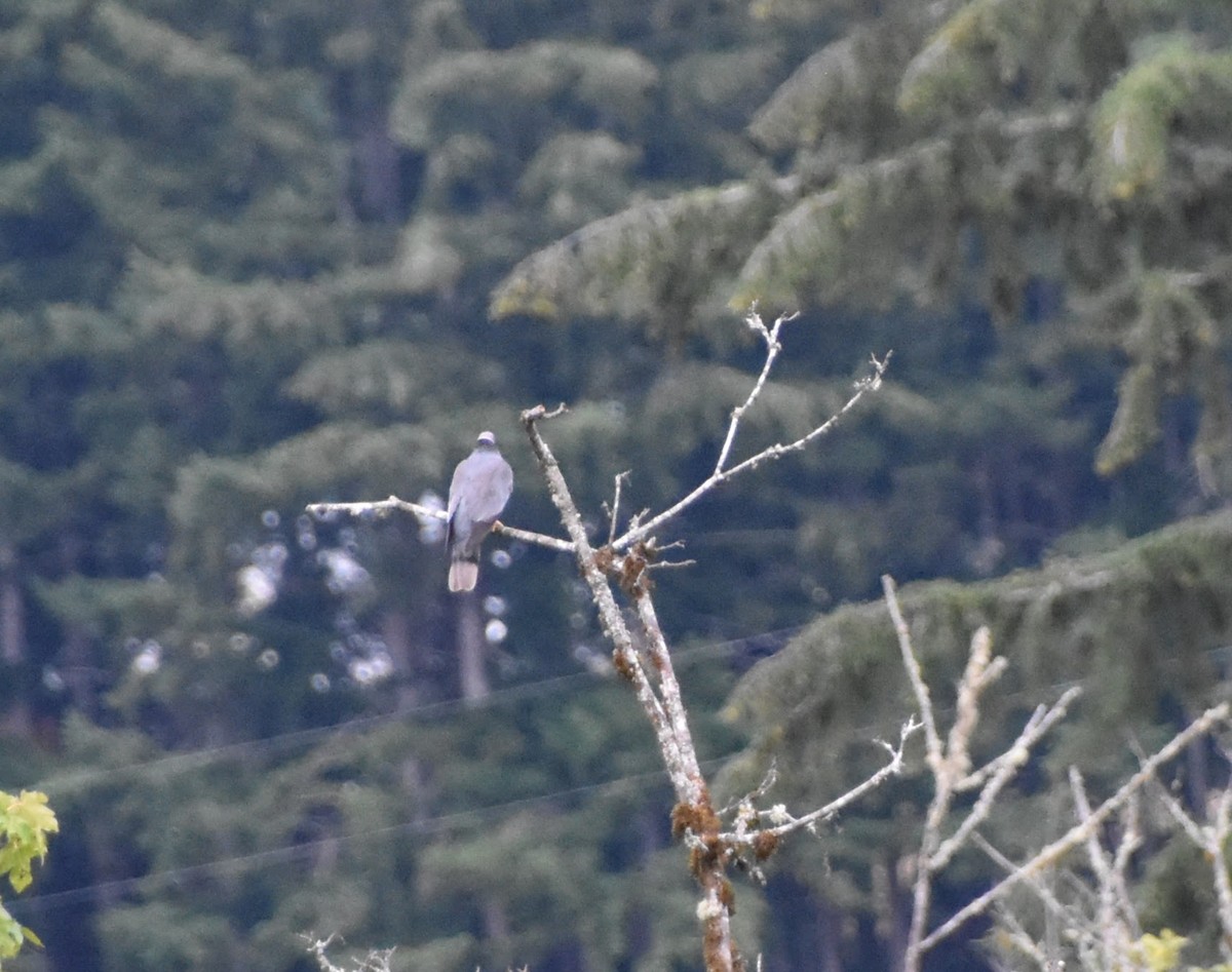 Band-tailed Pigeon - Dalton Spencer