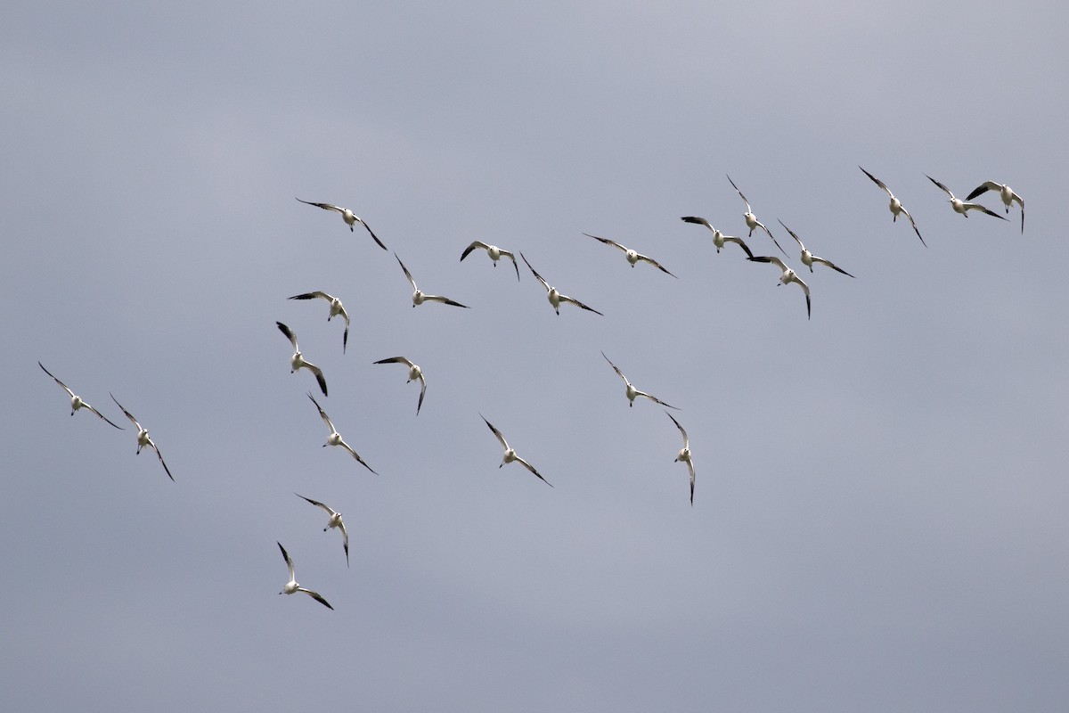 American Avocet - ML622856765