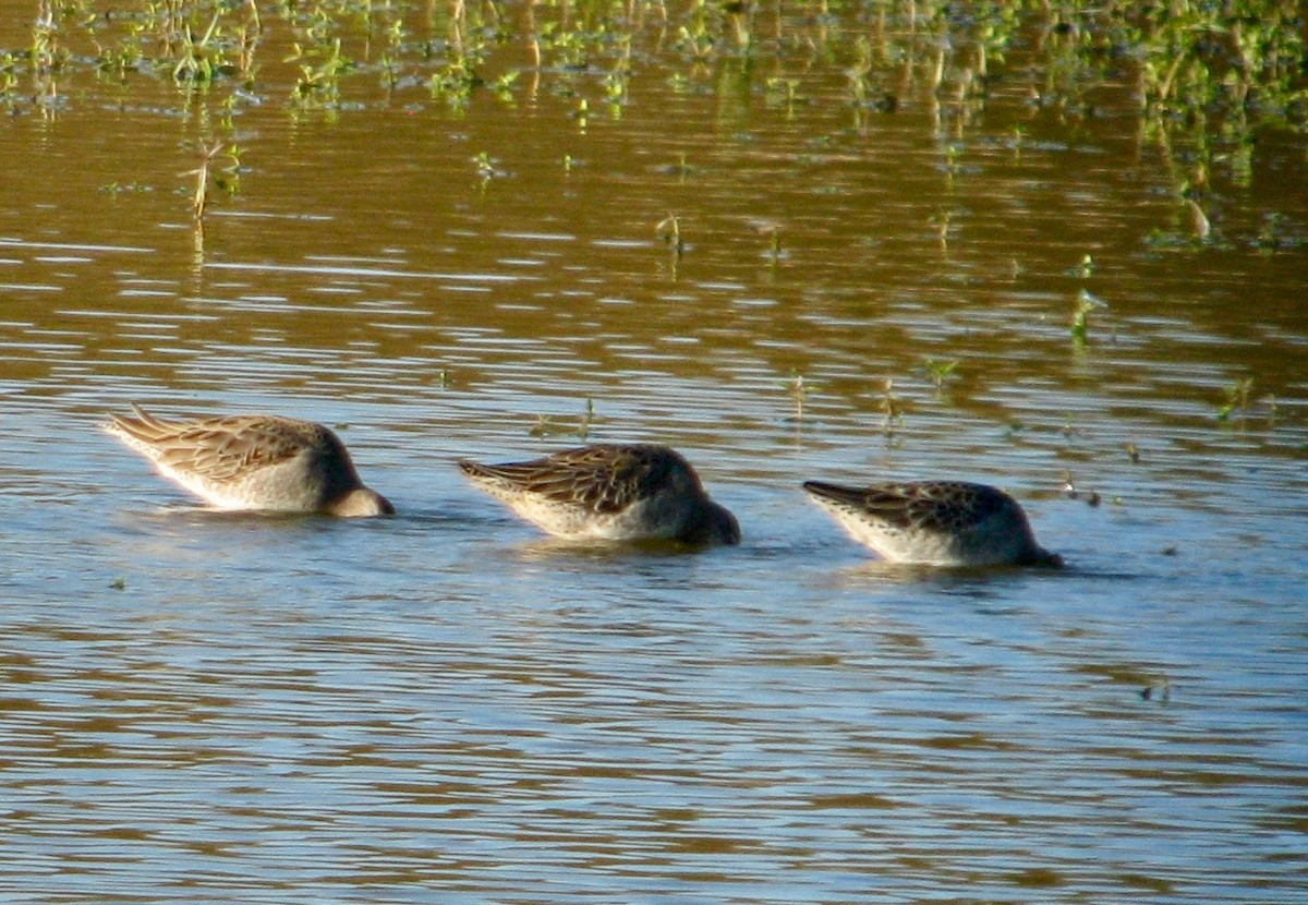 Long-billed Dowitcher - ML62285681