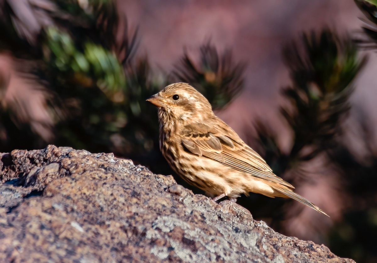 Purple Finch - ML622856820