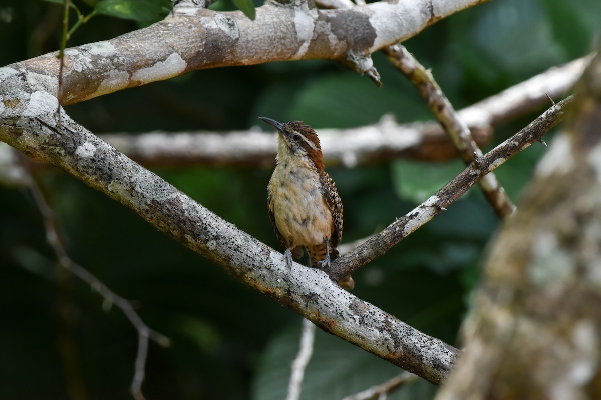 Rufous-naped Wren - ML622856853