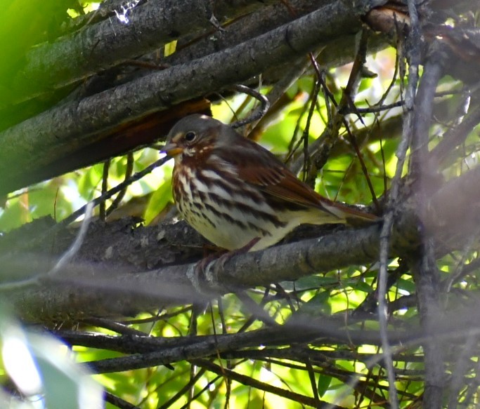 Fox Sparrow (Red) - ML622856935