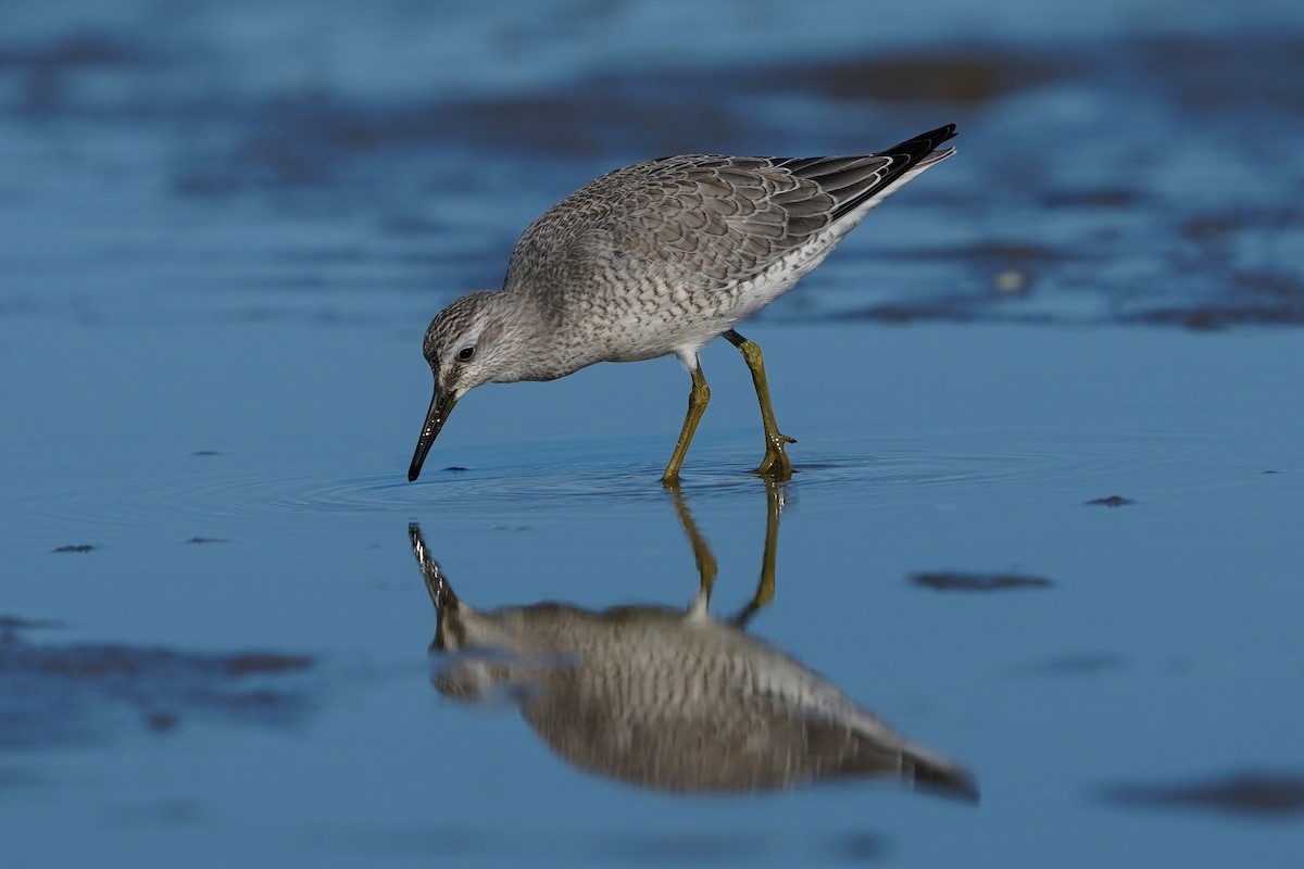 Red Knot - ML622857008