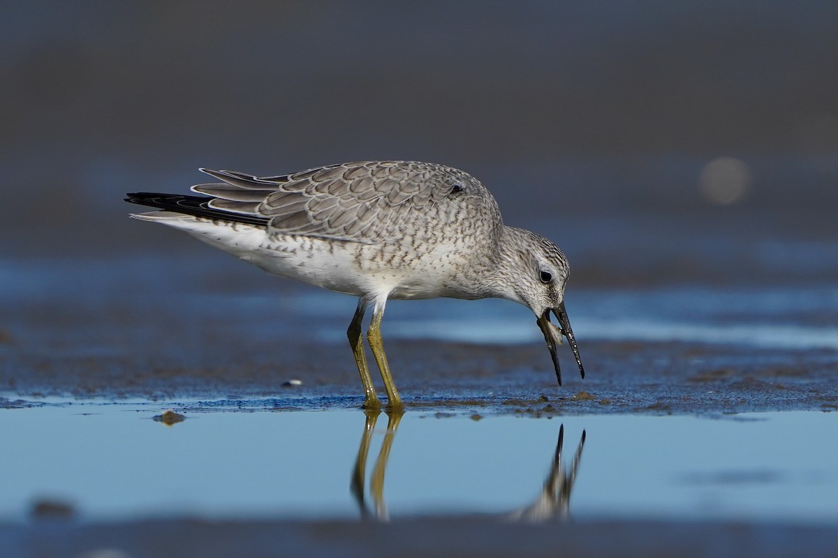 Red Knot - ML622857010