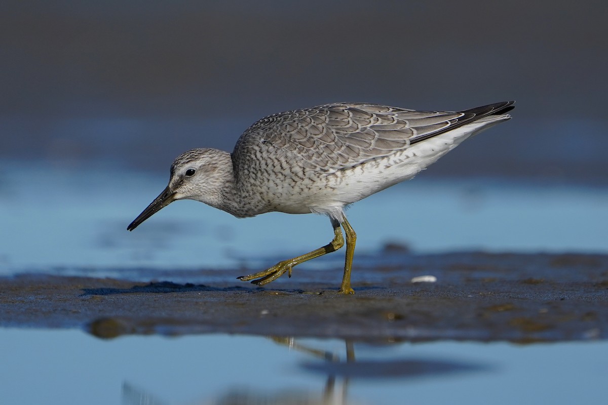 Red Knot - ML622857013