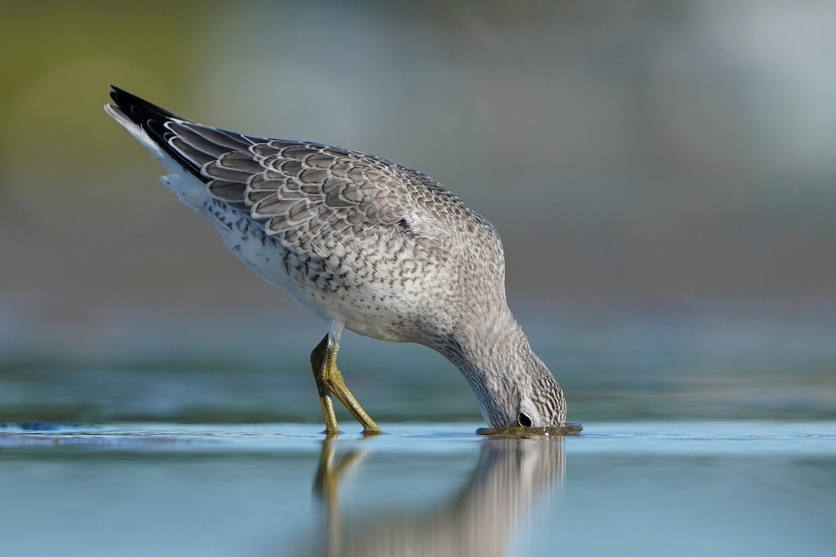 Red Knot - ML622857015