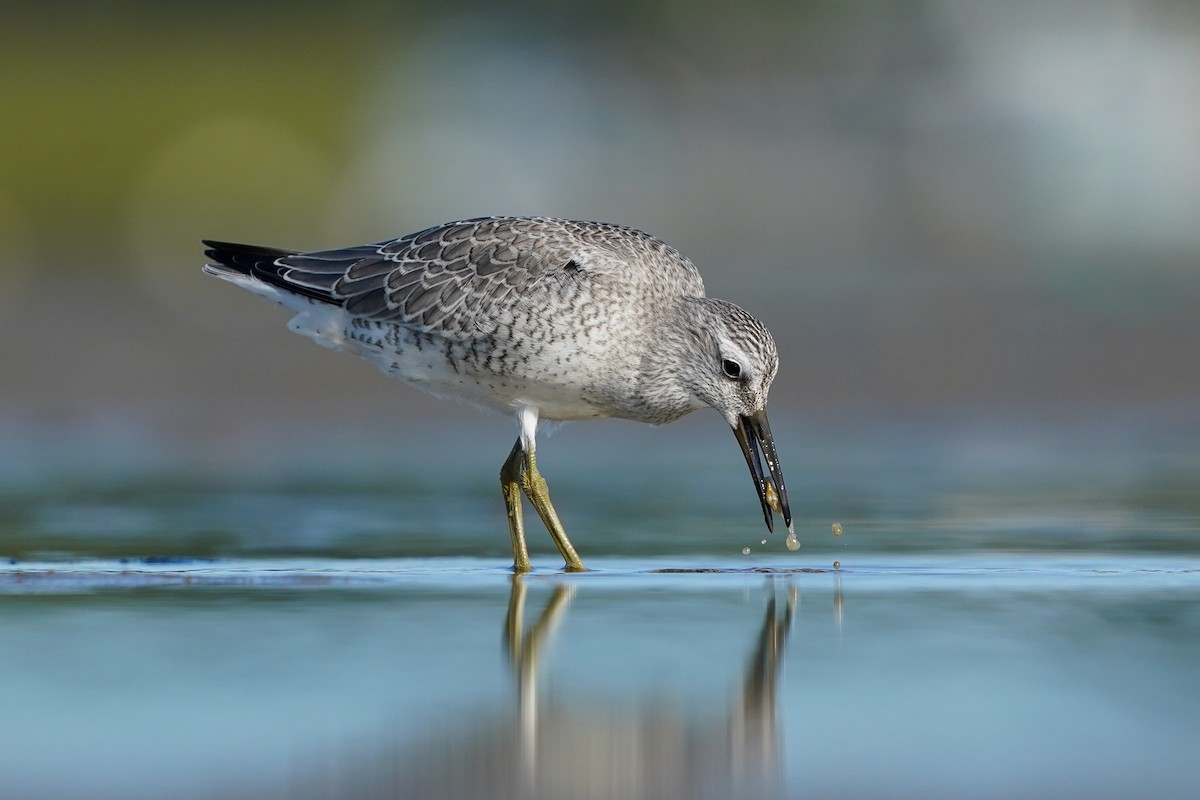 Red Knot - ML622857016