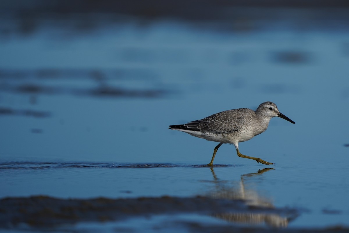 Red Knot - ML622857017