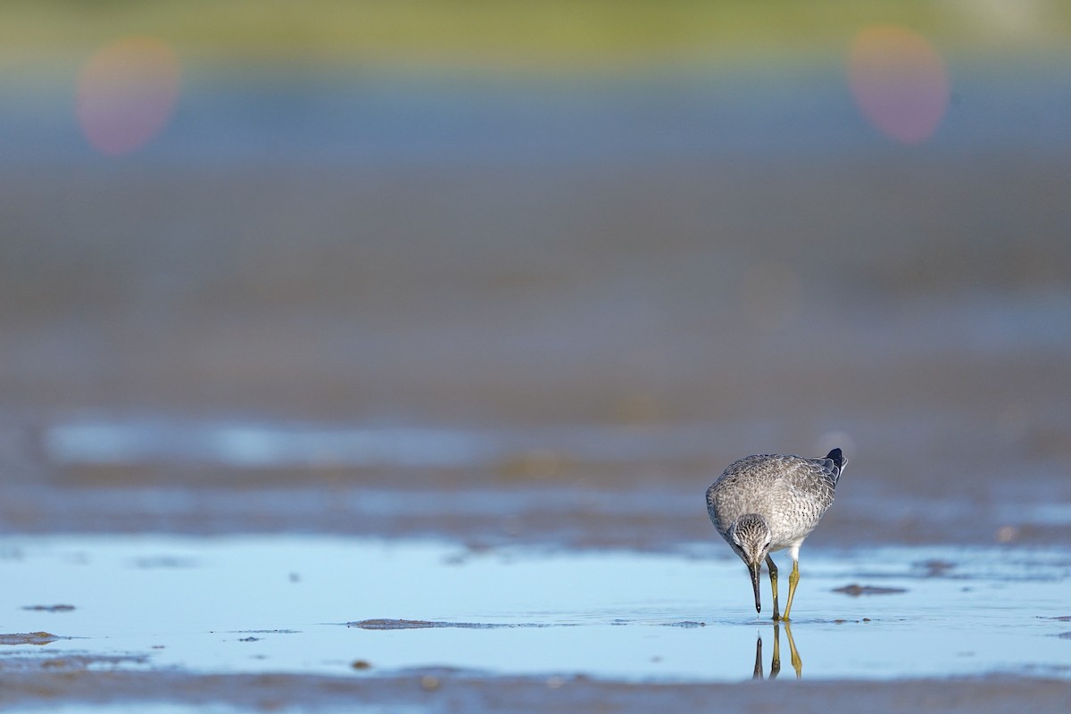 Red Knot - ML622857019