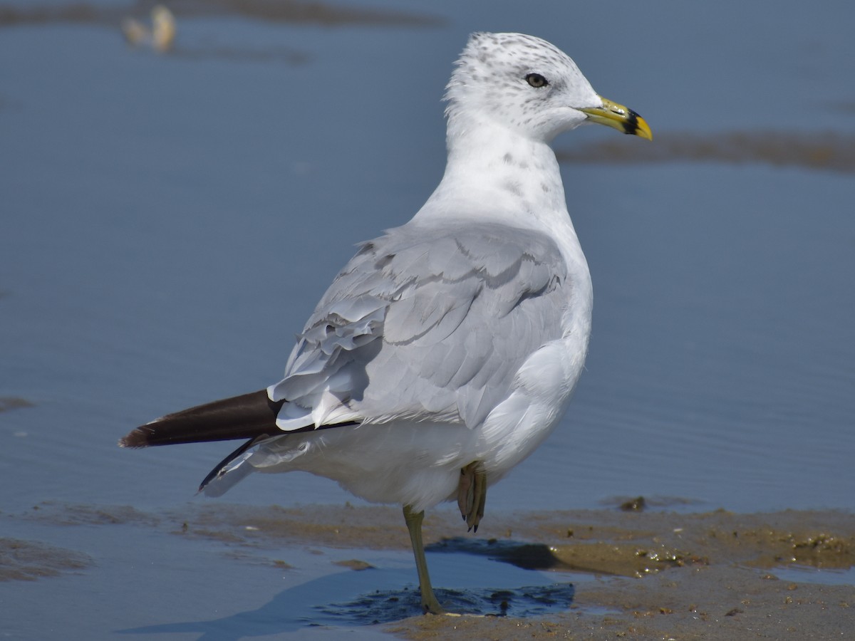 Ring-billed Gull - ML622857020