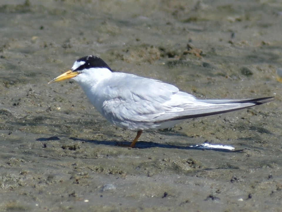 Least Tern - ML622857036