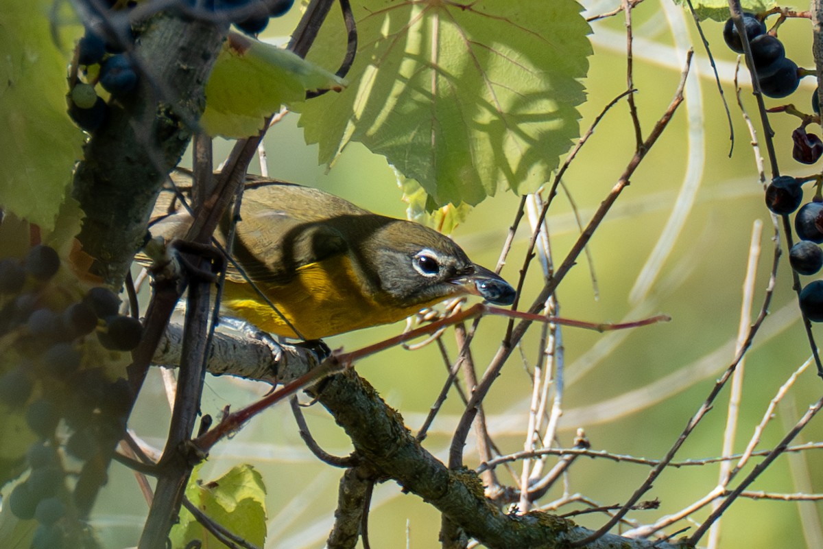 Yellow-breasted Chat - ML622857081
