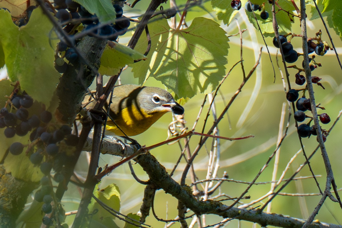Yellow-breasted Chat - ML622857082