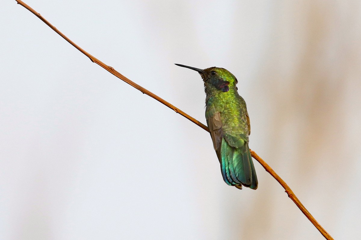 White-vented Violetear - Dave Beeke