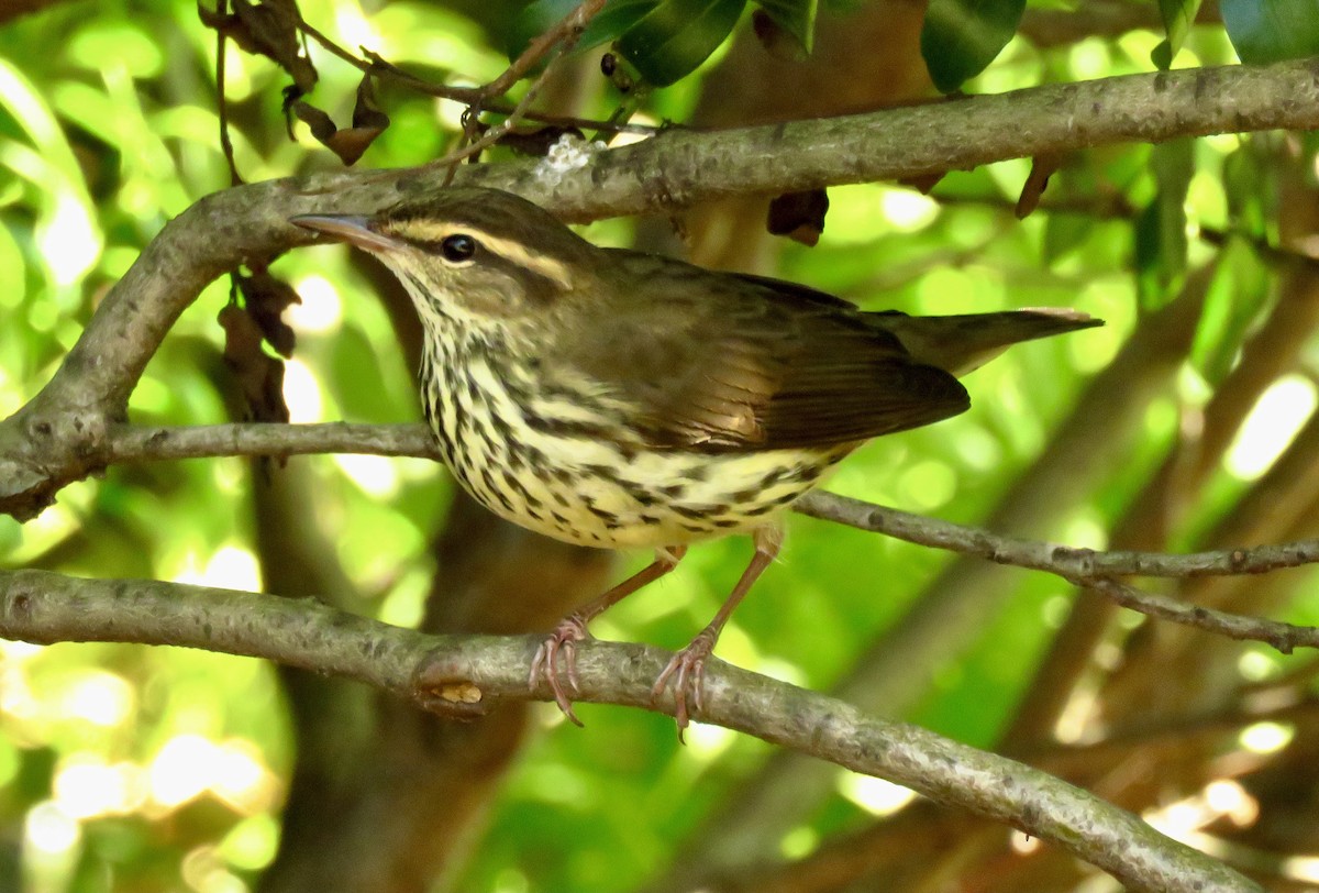 Northern Waterthrush - ML622857442