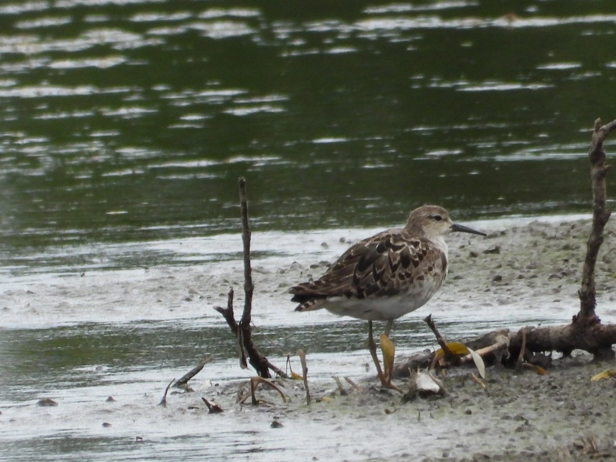 Ruff - Michael Gullo