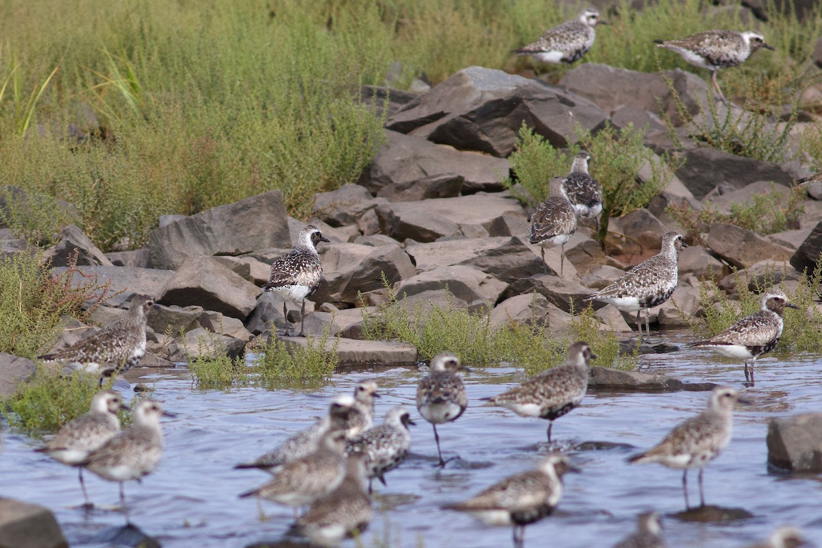 Black-bellied Plover - George Forsyth