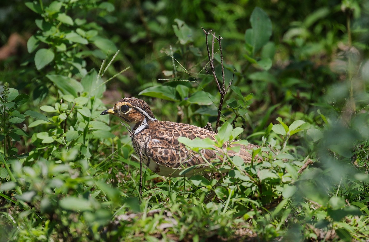 Three-banded Courser - ML622857459