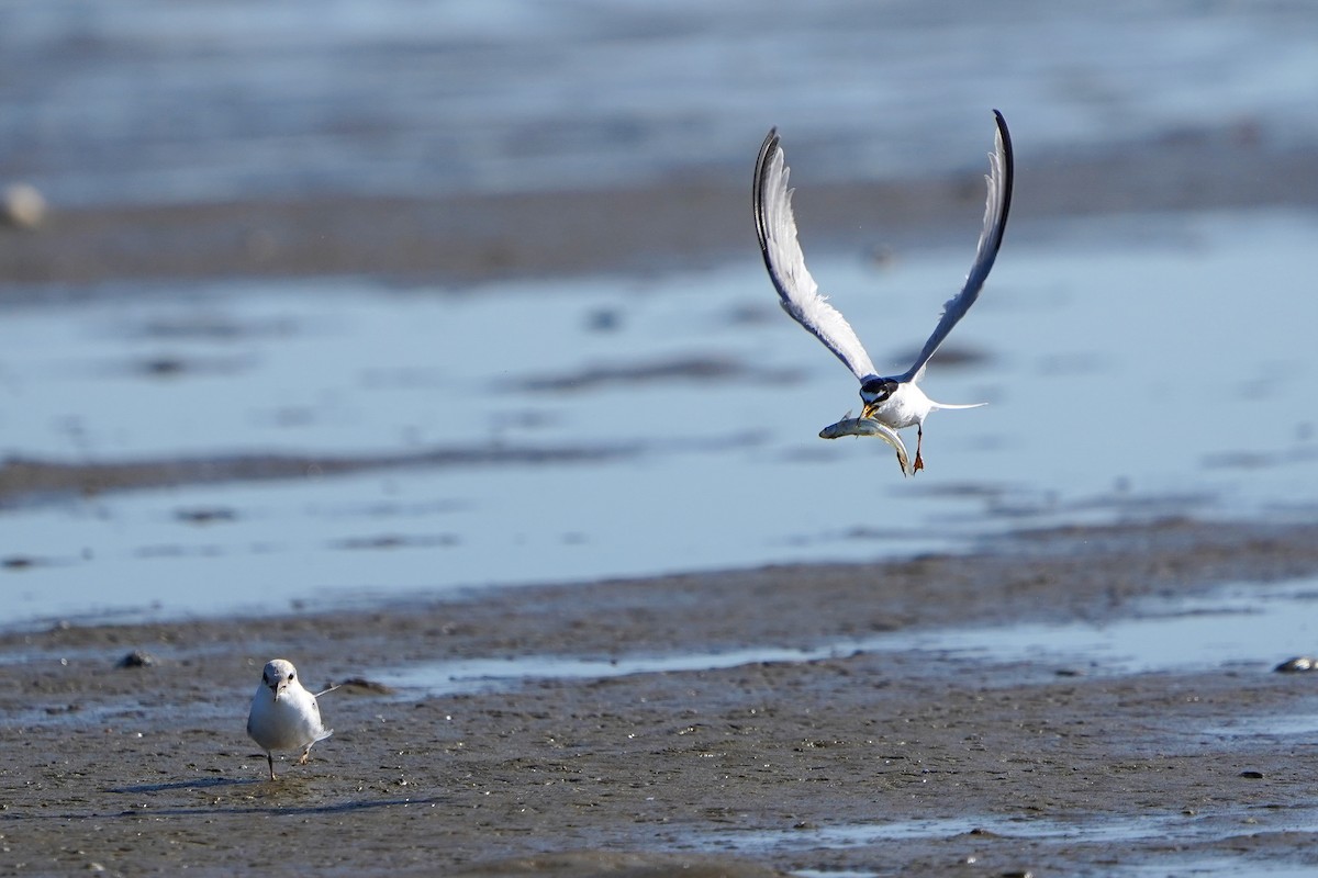 Least Tern - ML622857466