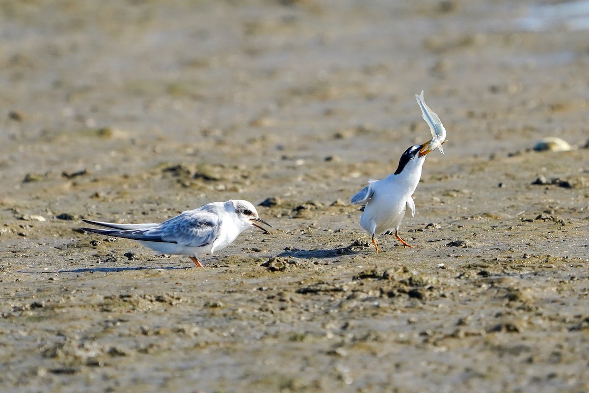 Least Tern - ML622857467