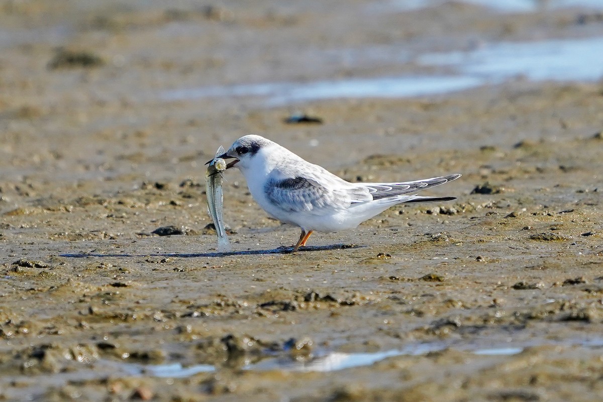 Least Tern - ML622857468