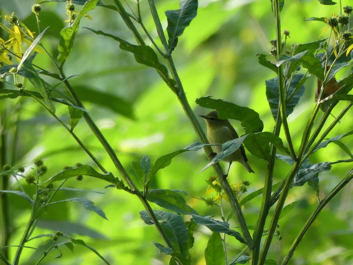 Tennessee Warbler - Anonymous