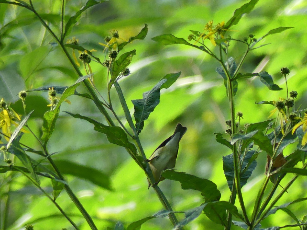 Tennessee Warbler - ML622857521