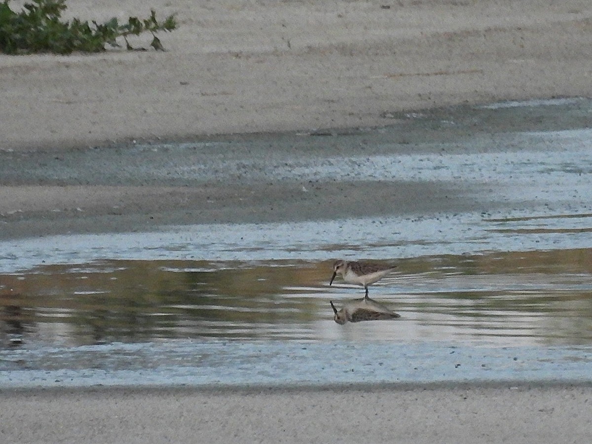 Western Sandpiper - ML622857554