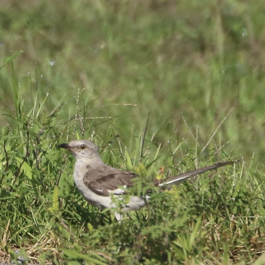 Northern Mockingbird - Kelly Krechmer