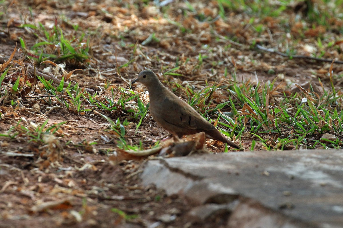 Ruddy Ground Dove - ML622857662