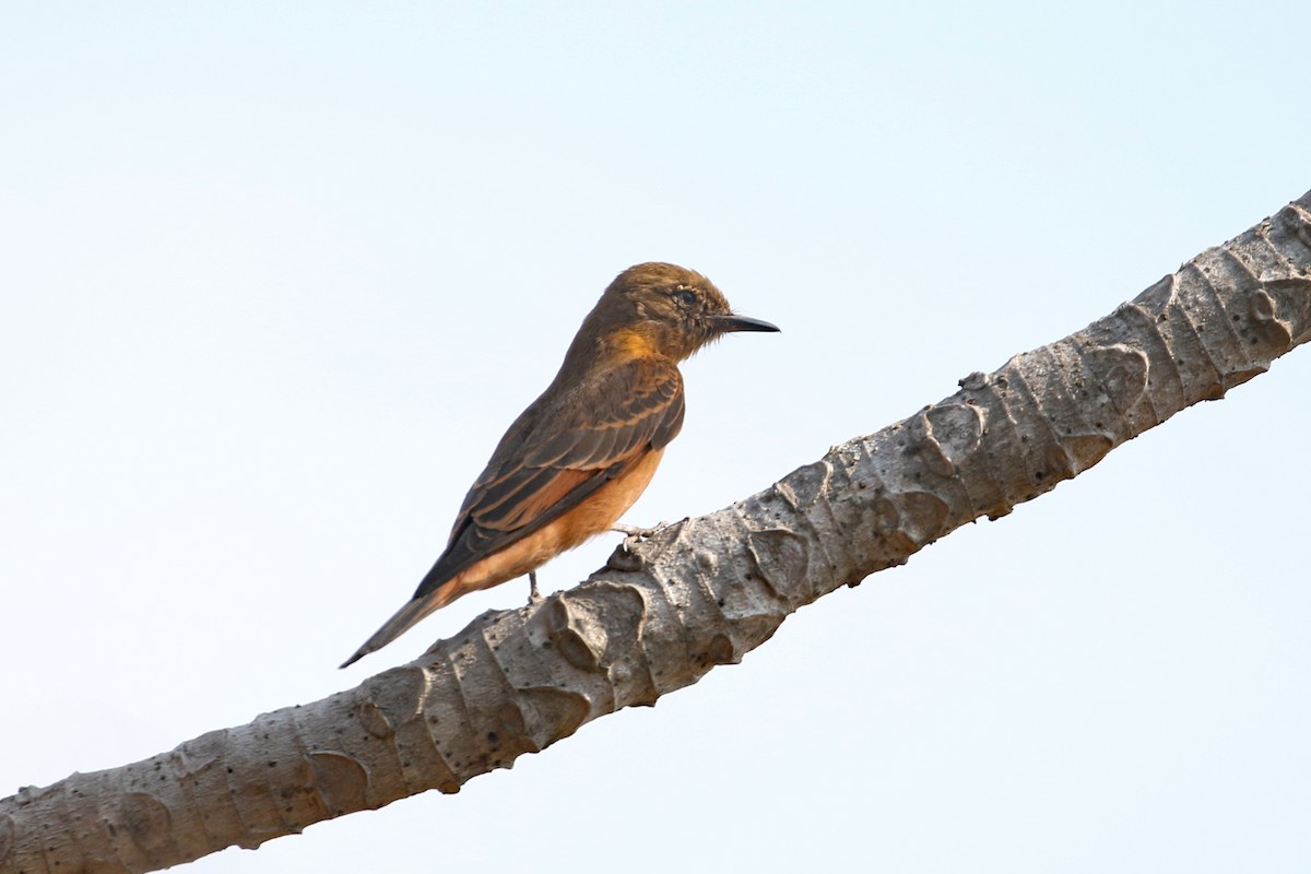 Cliff Flycatcher (Swallow) - ML622857680