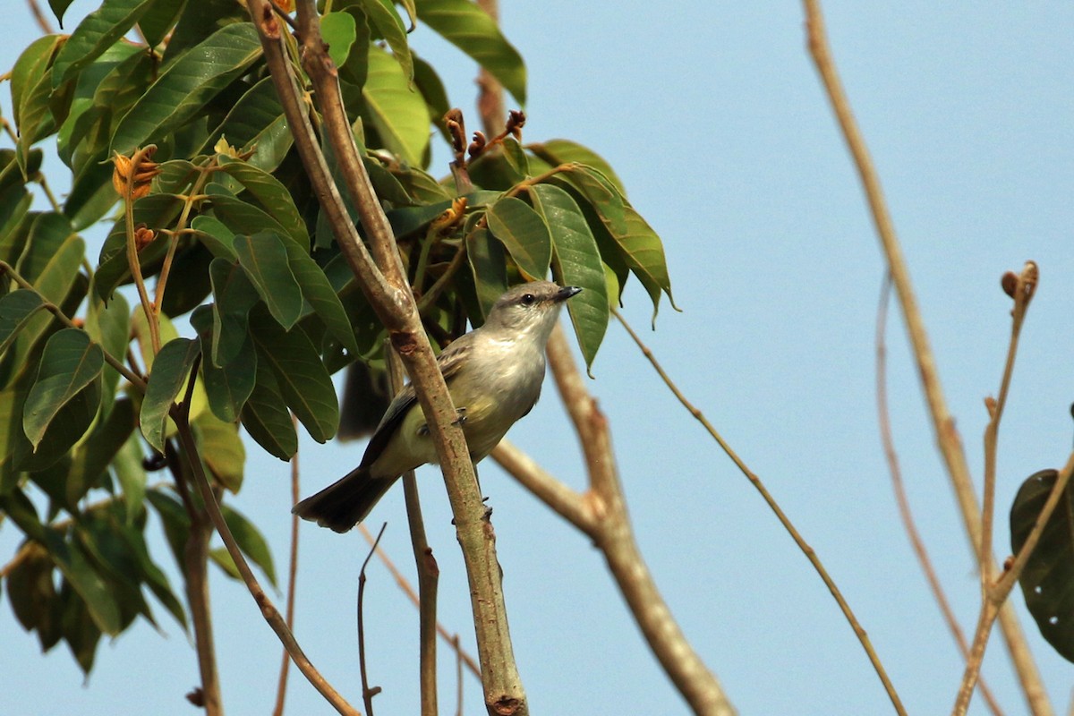 Suiriri Flycatcher - ML622857695