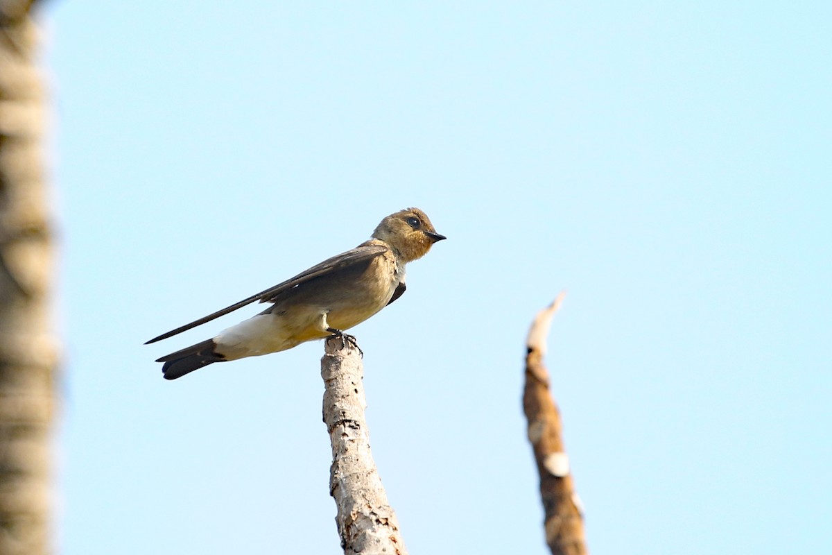 Southern Rough-winged Swallow - ML622857698