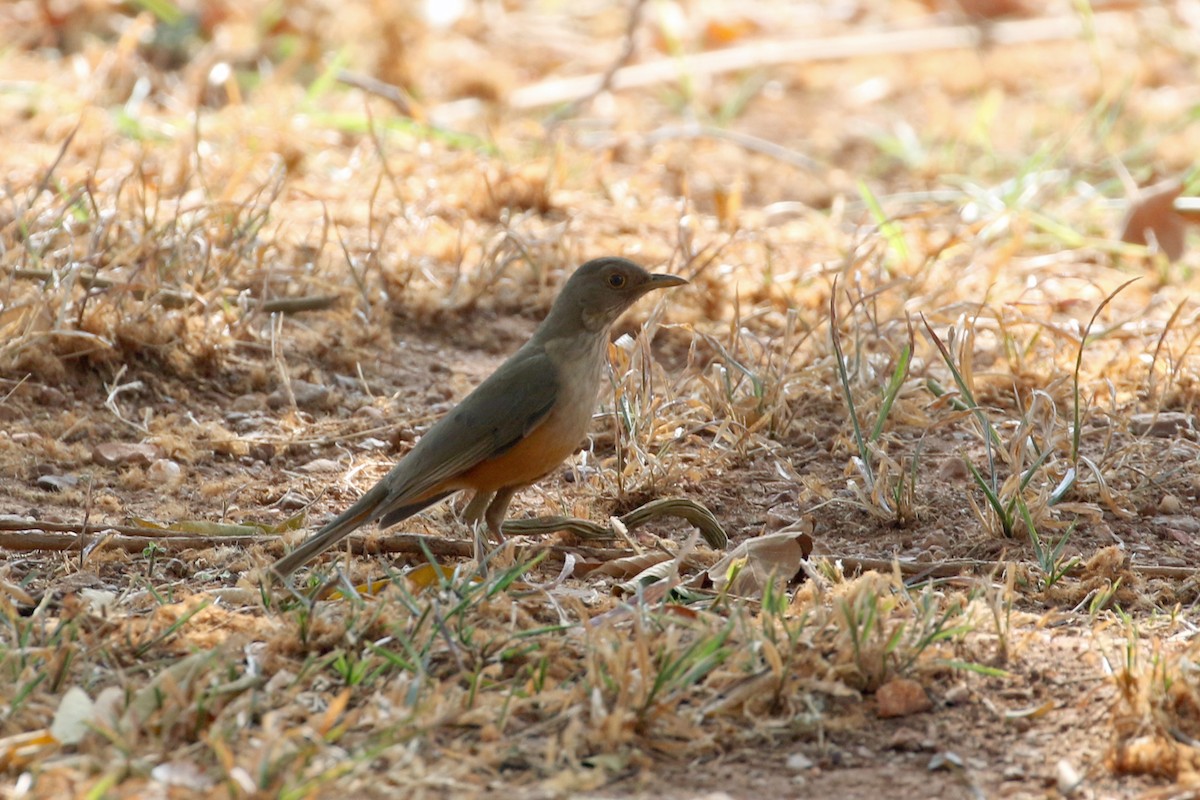 Rufous-bellied Thrush - ML622857706