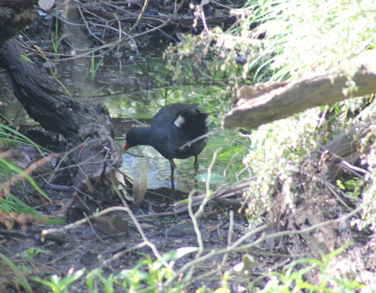 Dusky Moorhen - ML622857718