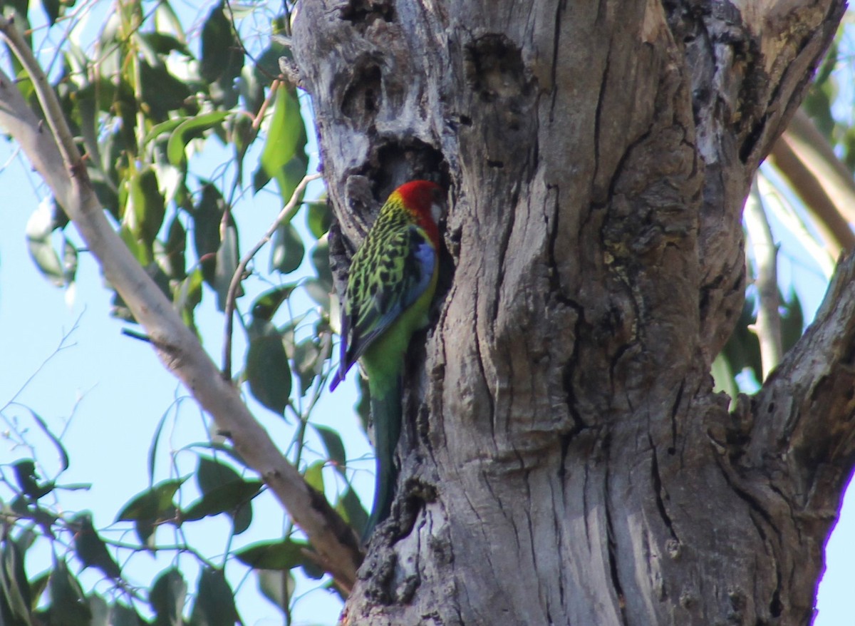 Eastern Rosella - ML622857724