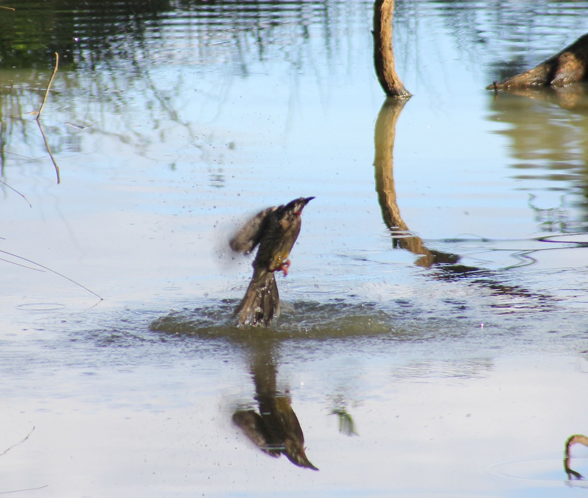 Red Wattlebird - ML622857727