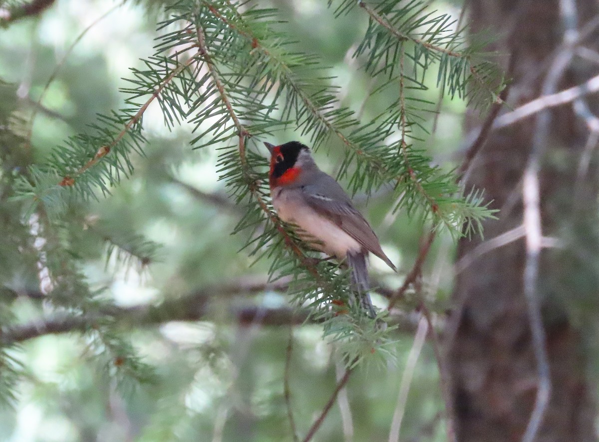 Red-faced Warbler - ML622857753