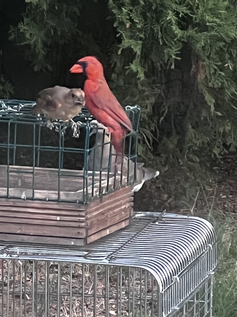 Northern Cardinal (Common) - Tonda Chapa