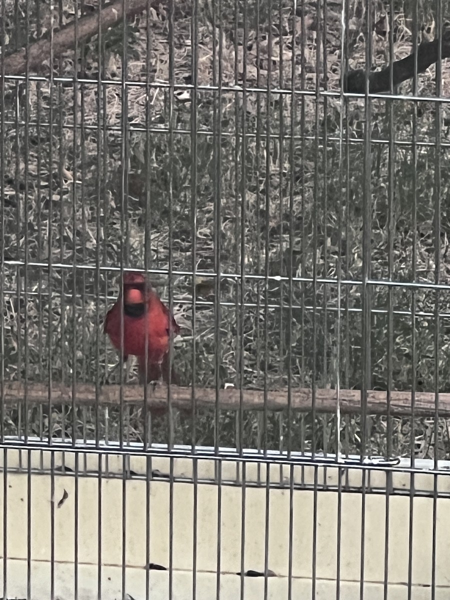 Cardenal Norteño (grupo cardinalis) - ML622857810