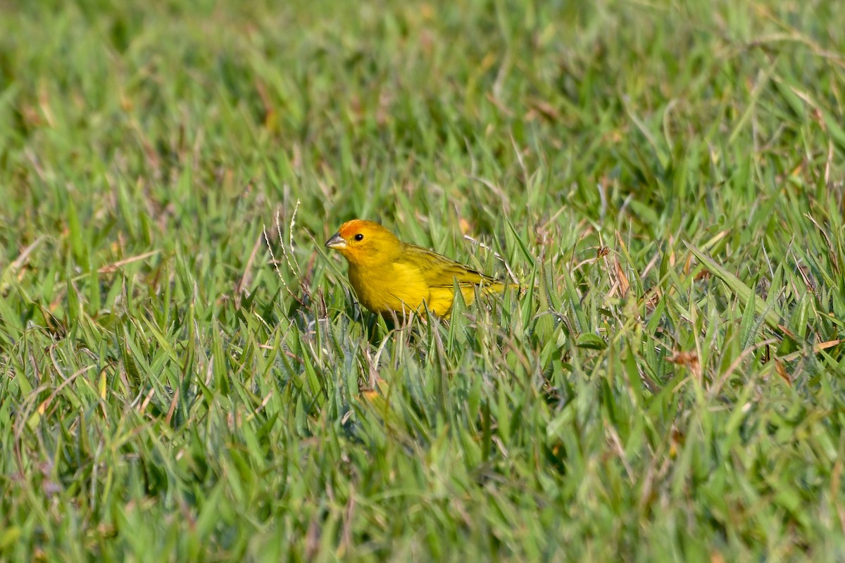 Saffron Finch - Fernando Paludo