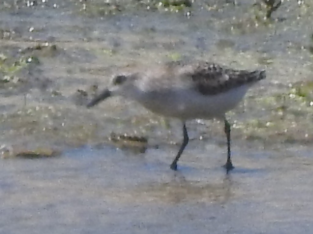 Semipalmated Sandpiper - ML622857816