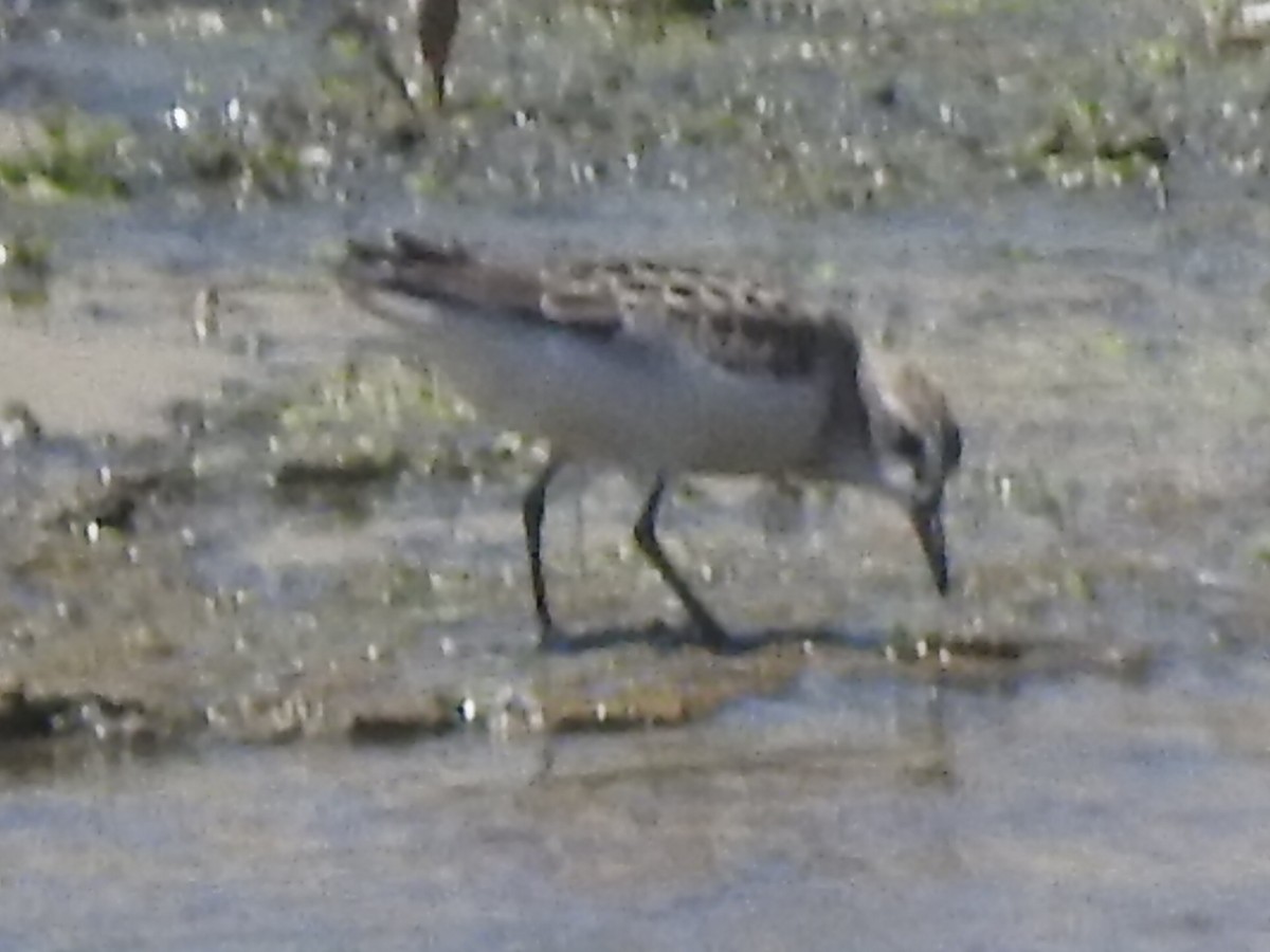 Semipalmated Sandpiper - Jonathan Nakai