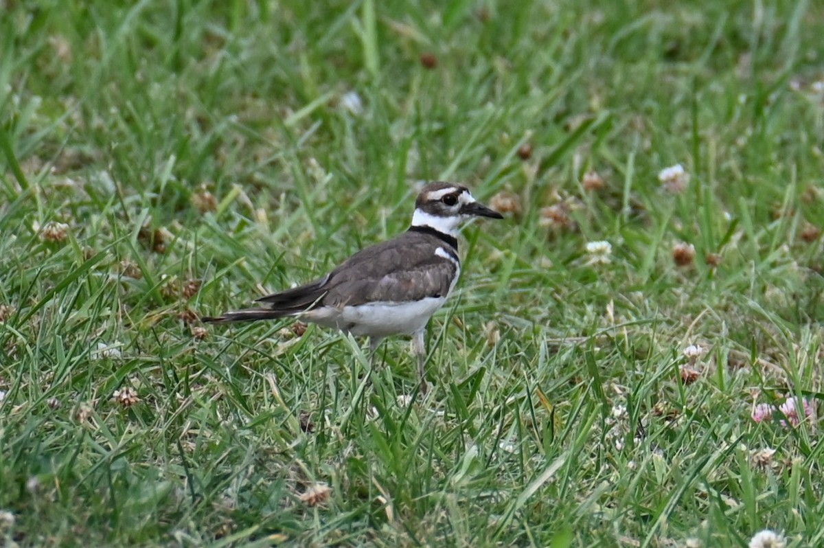 Killdeer - Wonwoong Kim