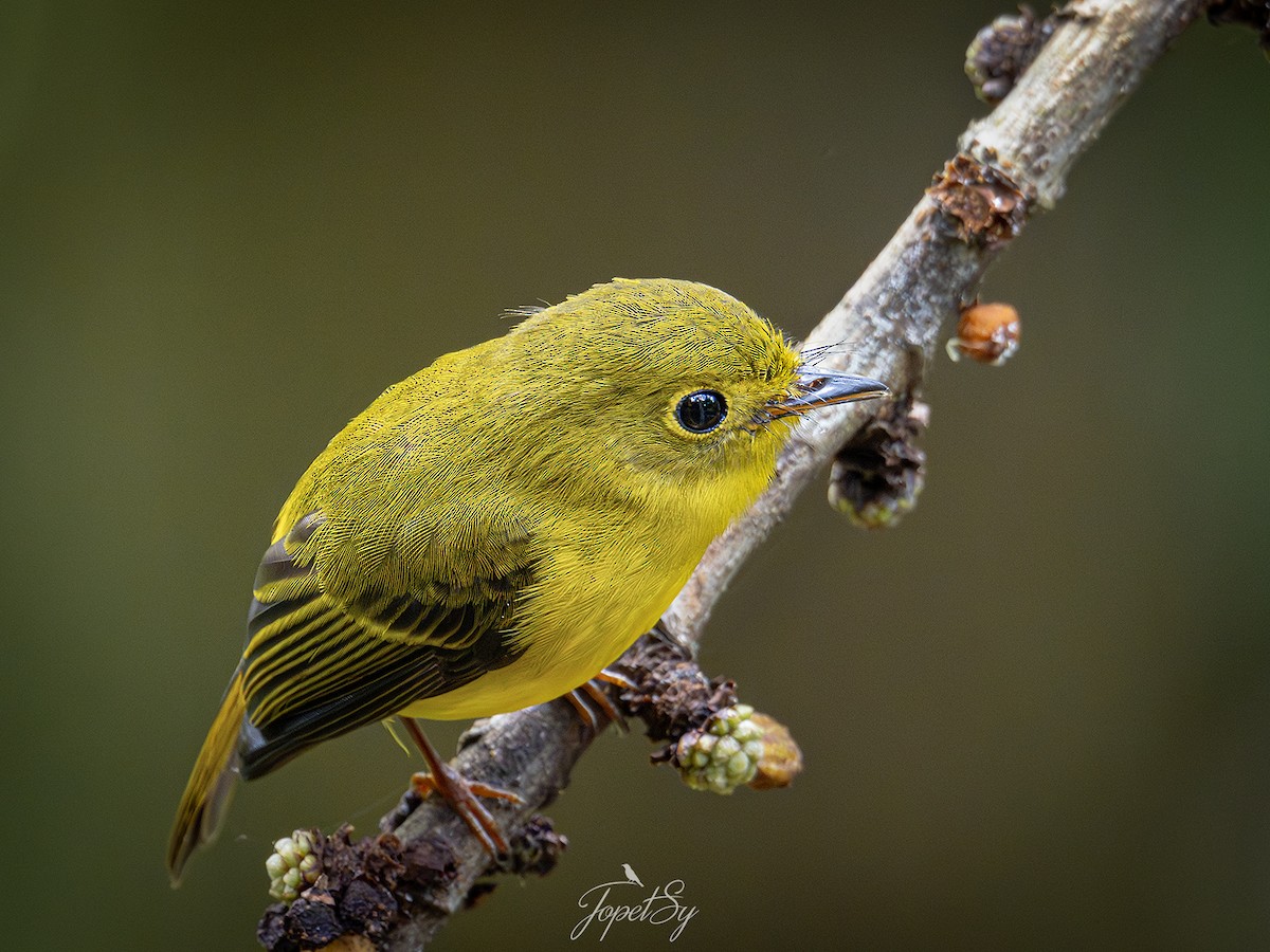 Citrine Canary-Flycatcher - ML622857835