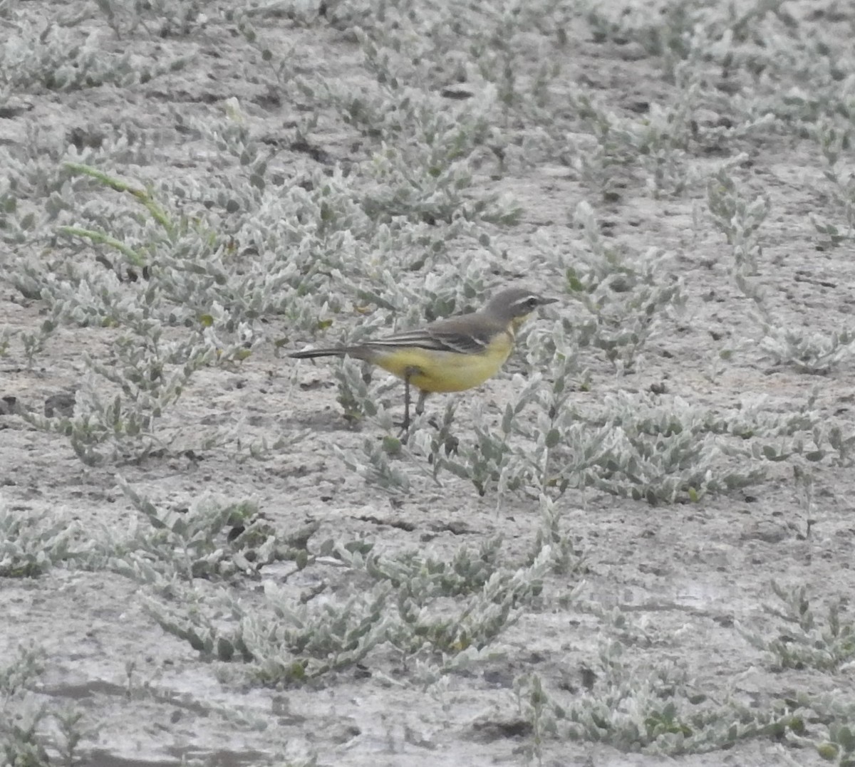 Eastern Yellow Wagtail - ML622857844