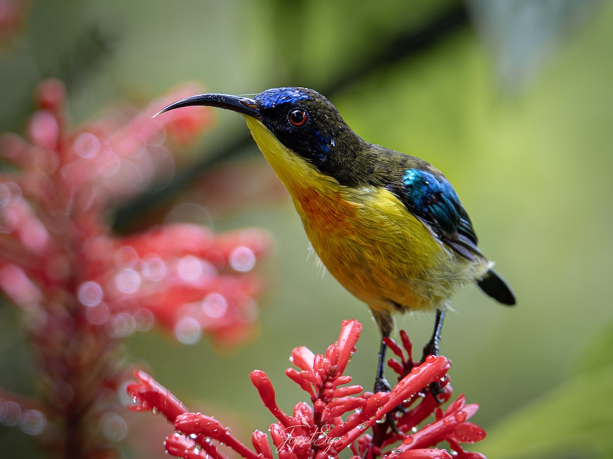 Metallic-winged Sunbird - ML622857849