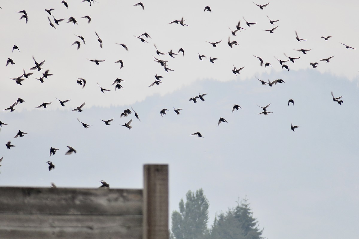 European Starling - ML622857873