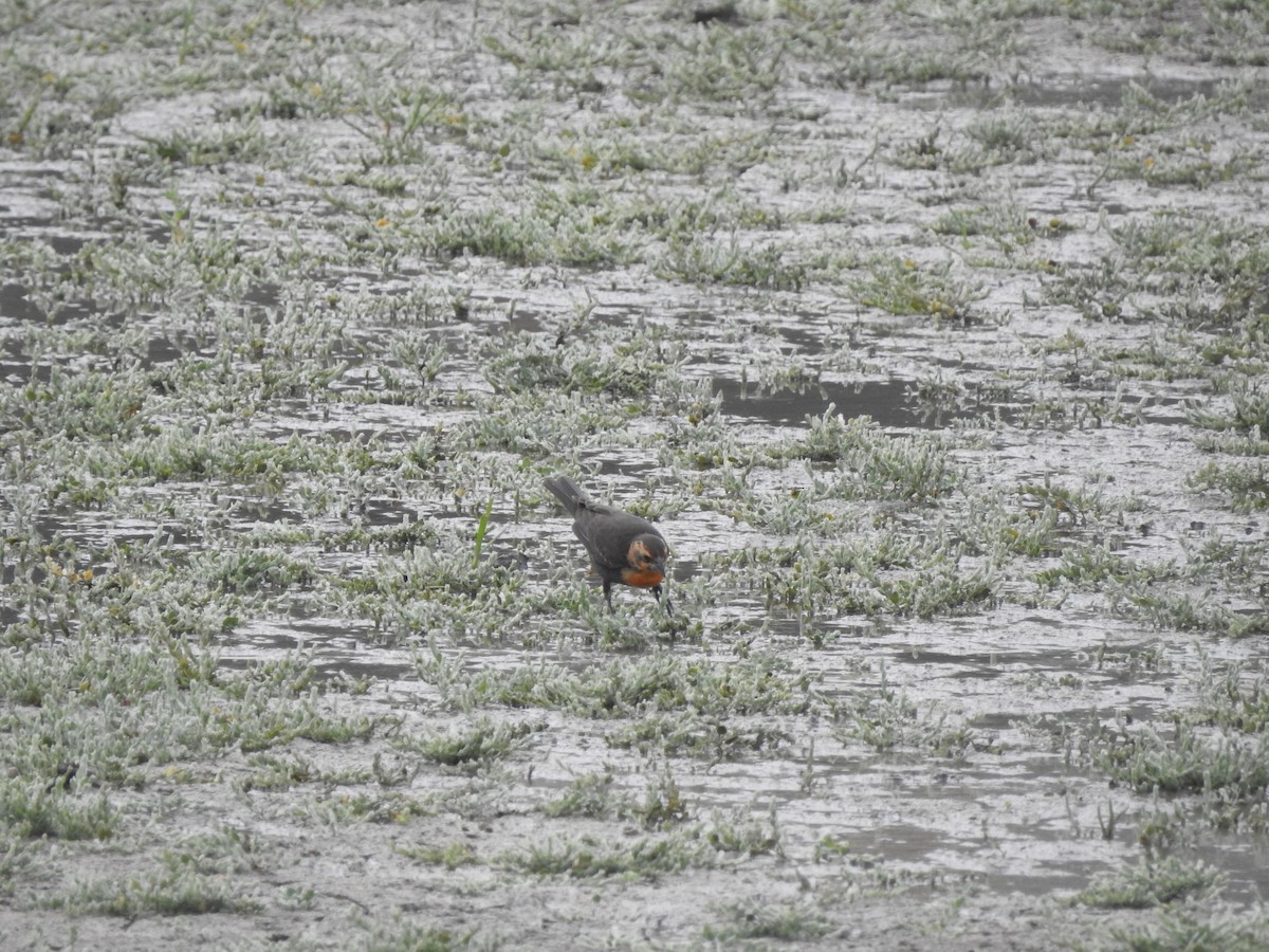 Yellow-headed Blackbird - ML622857891