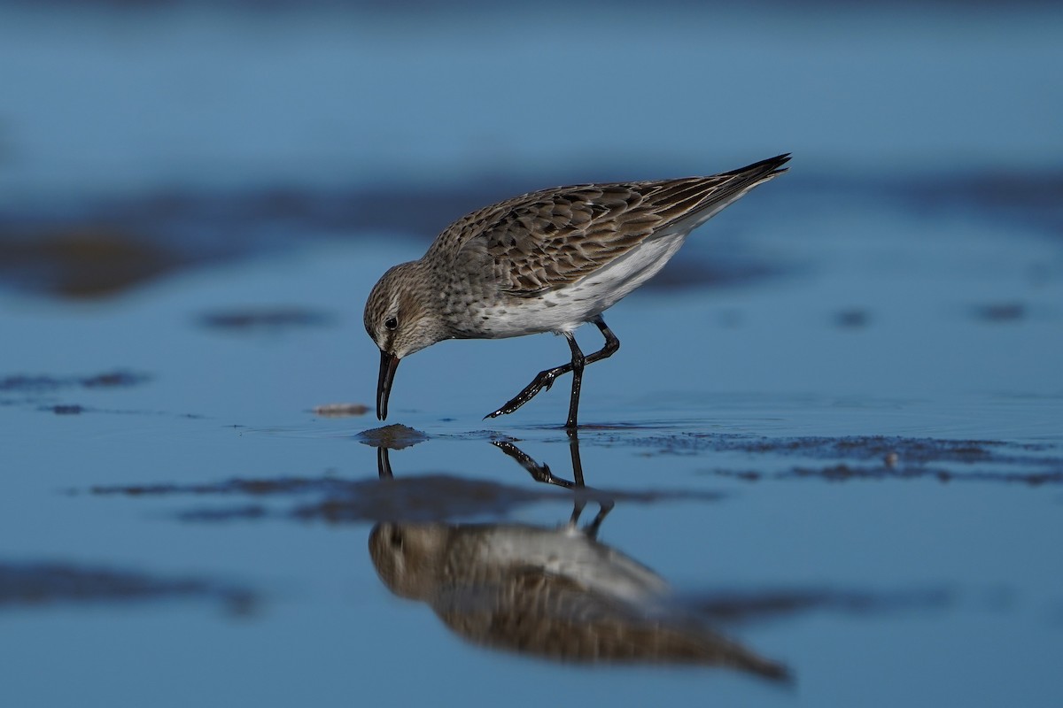 White-rumped Sandpiper - ML622857893